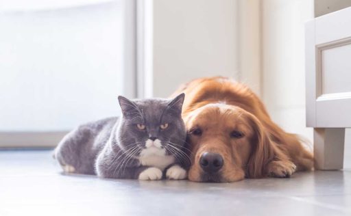 Cat and dog together on floor